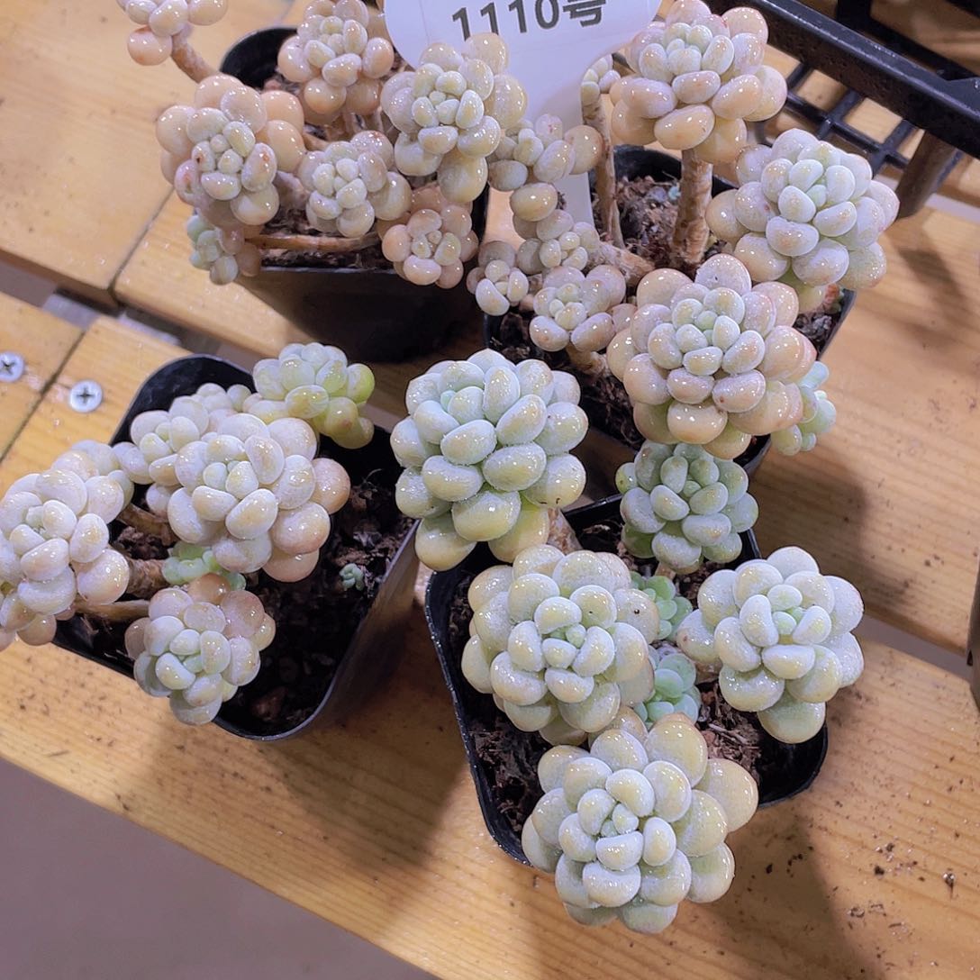 1110号 老桩洛可可精品多头群一颗