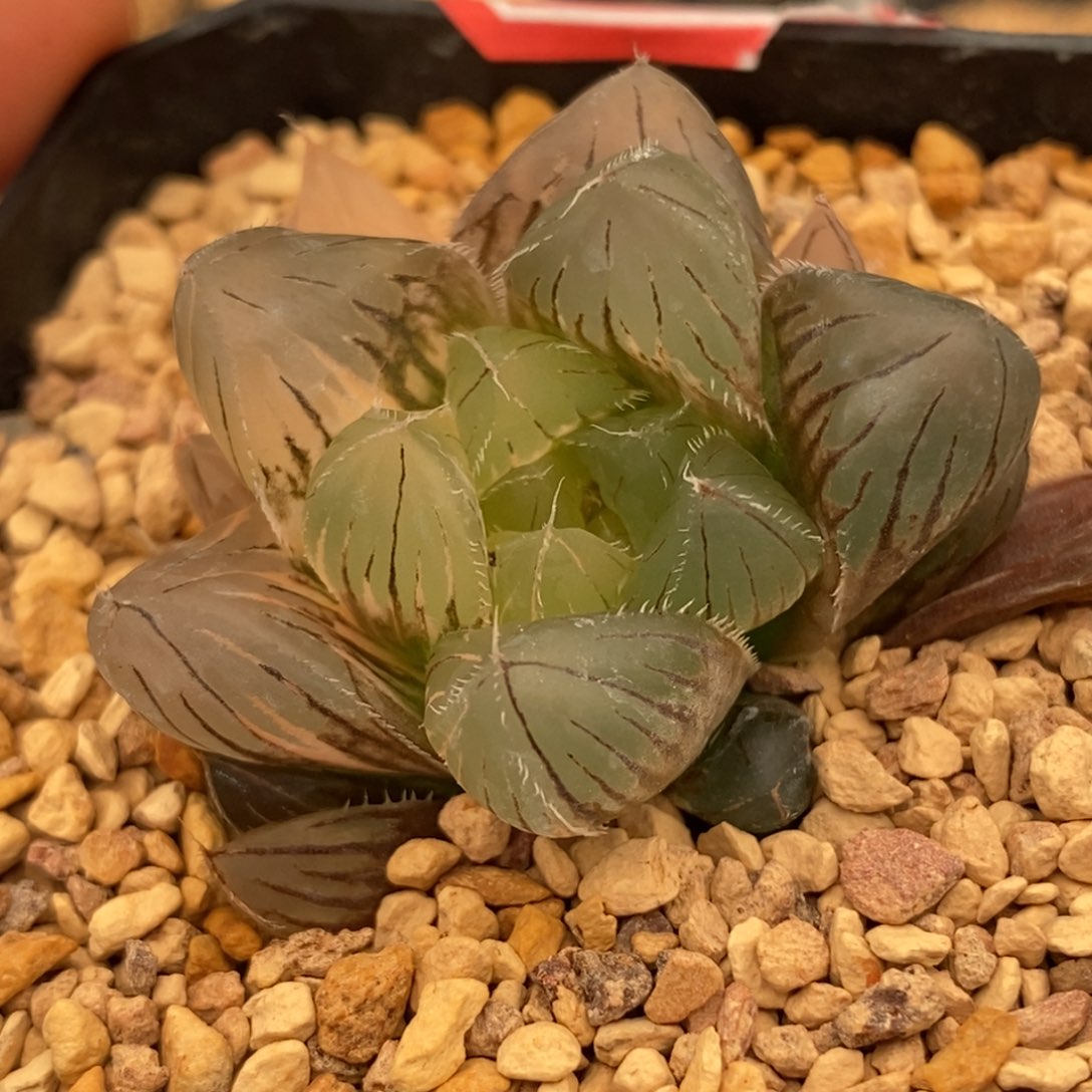 29巨大赤线多肉植物