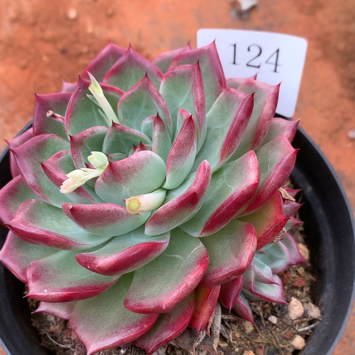 【闪购商品】云124号