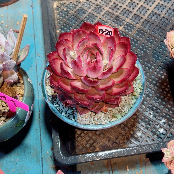 ?**?精品多肉植物老桩