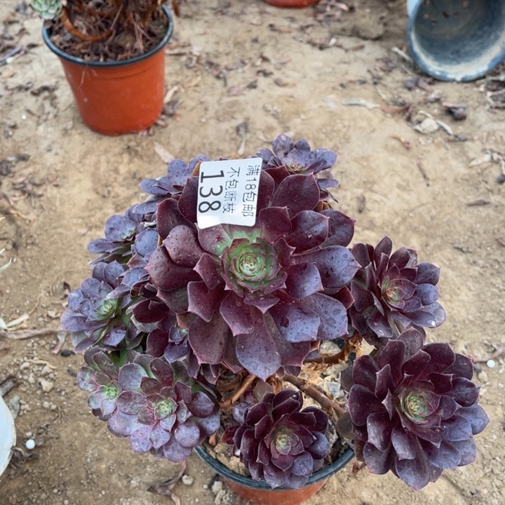 138赤炎莲不太圆1法师