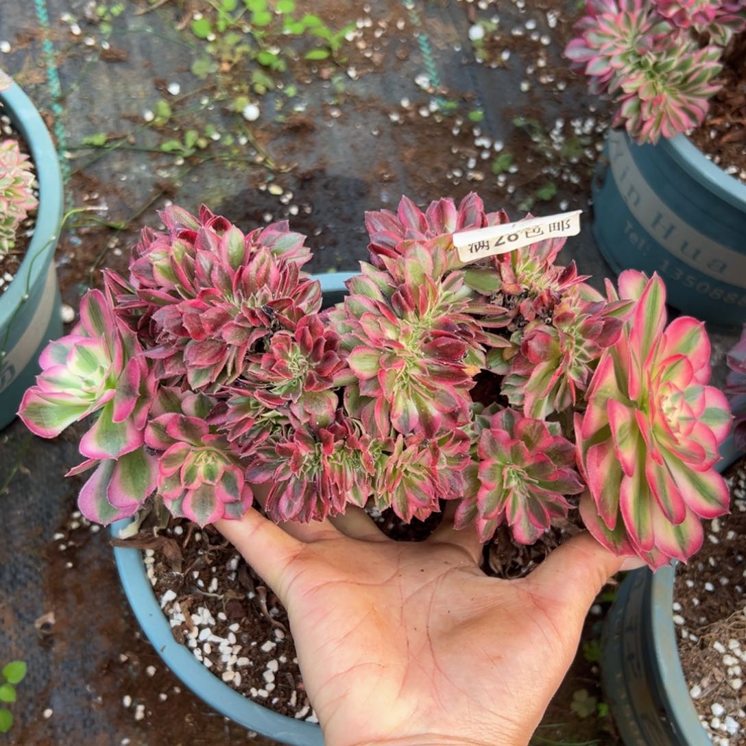 多肉植物734荔枝缀花无任何售后