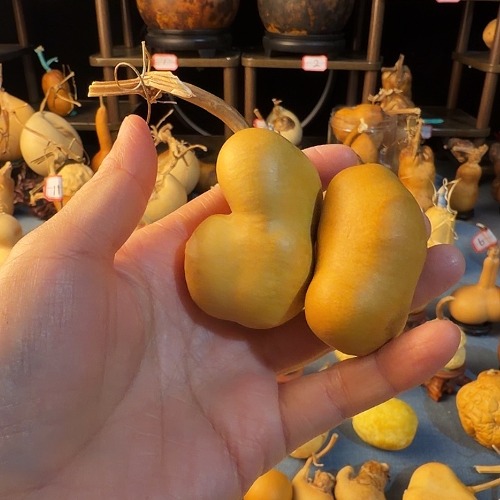 ****…大叶紫檀（黑酸枝木类）