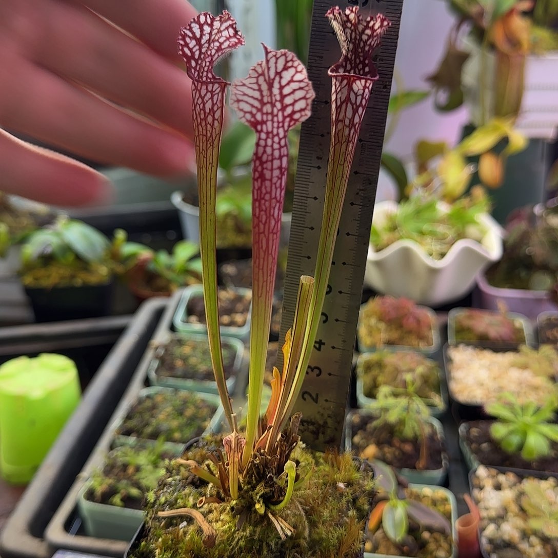 无花朵MKL81赫尔穆特喜悦