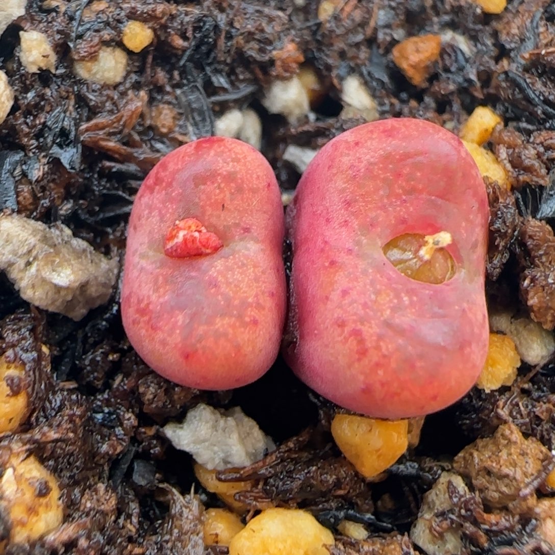 9094。默认脱土。18包邮。偏远88包邮