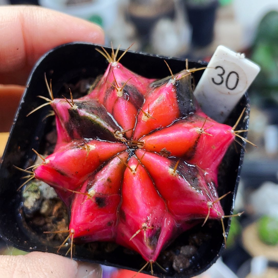 非偏远地区满25包邮仙人球