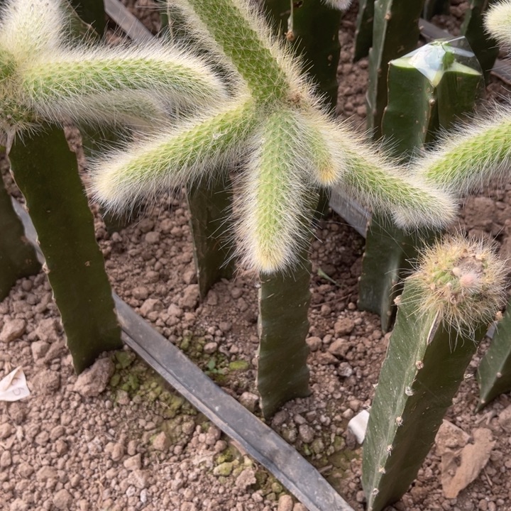 鱼***鱼完全开放九尾狐枝条3橙1粉3红