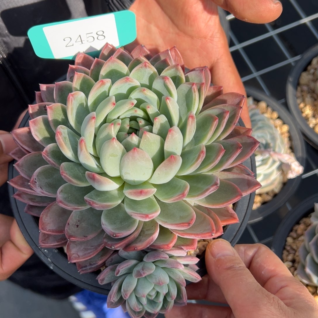 暖*2458肉多么多么多哦肉