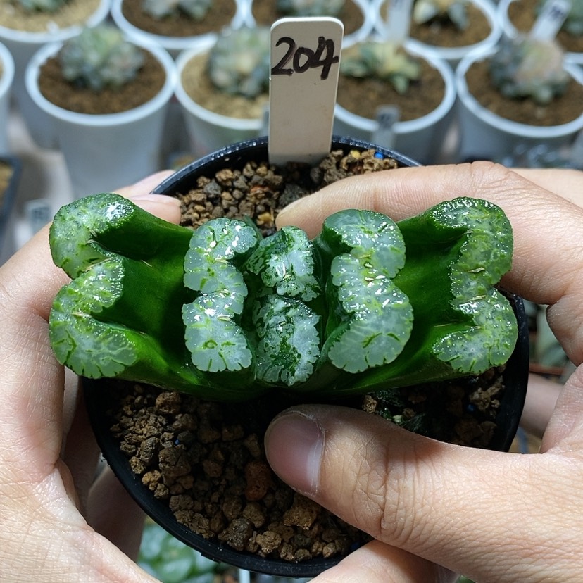 【闪购商品】204实生