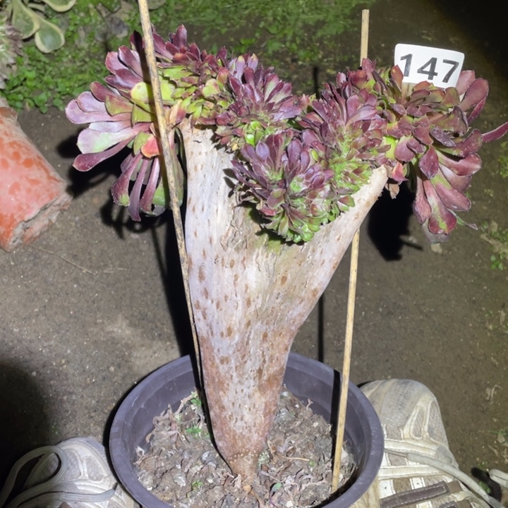 21厘米铜壶缀法师147号