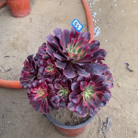 美杜莎捧花一物一拍