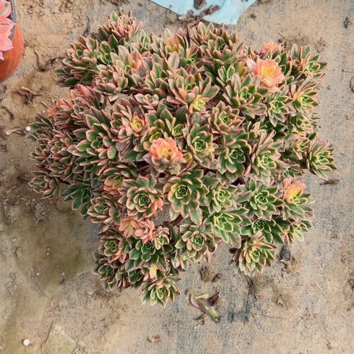 528甜茶多肉植物