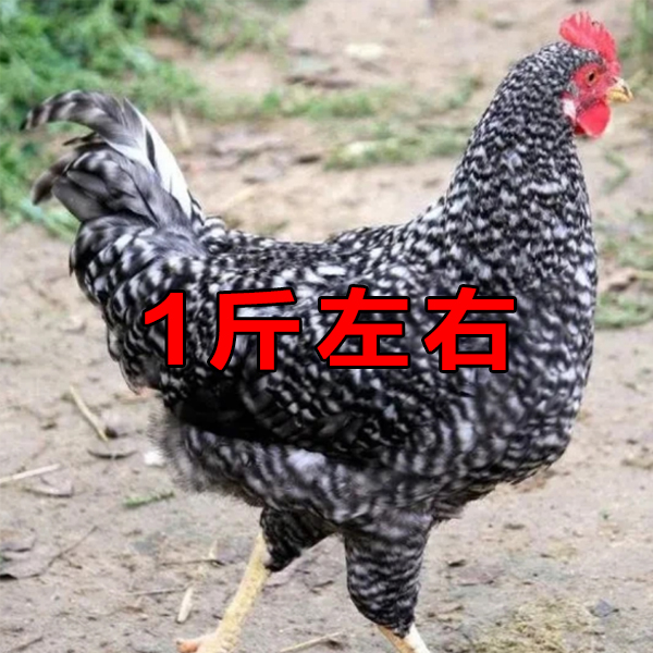 黑芦花鸡1斤左右宠物鸡