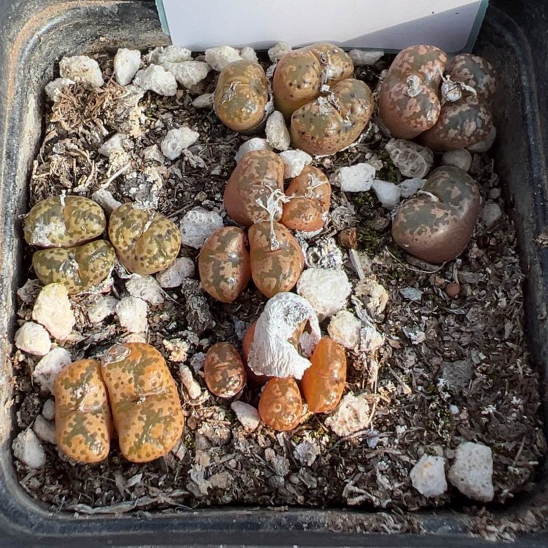 15-216勋章多肉植物