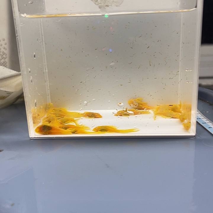 清道夫鱼胡子10帆10