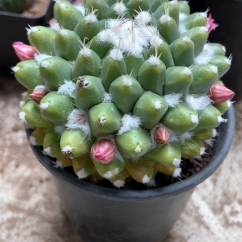 雪花仙人球12米xrq