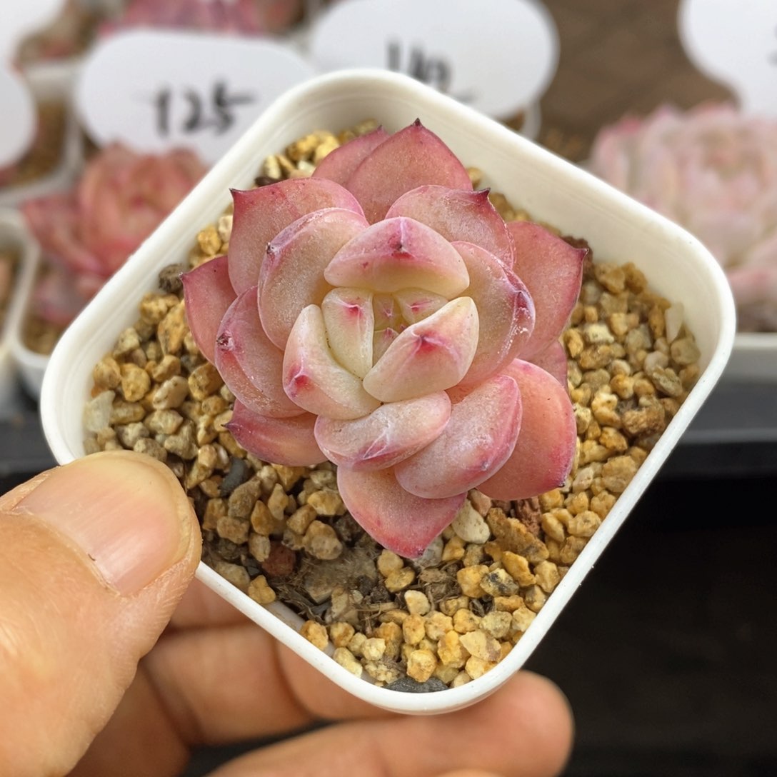 精品多肉一物一拍210