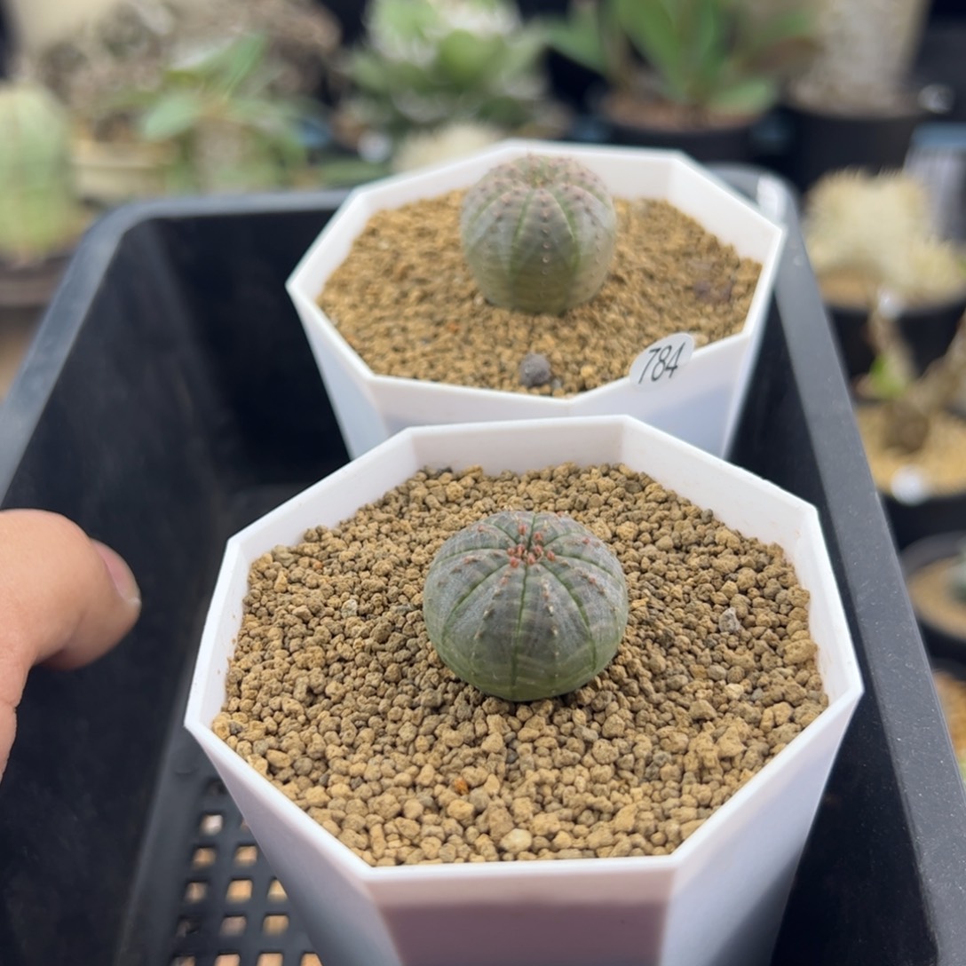 两颗小欧布种播一物一拍784