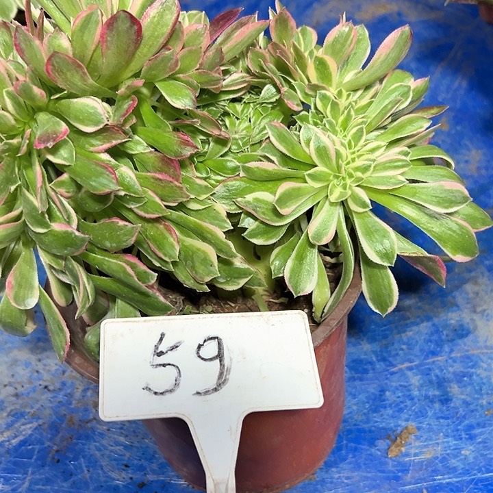 多肉植物女神缀花