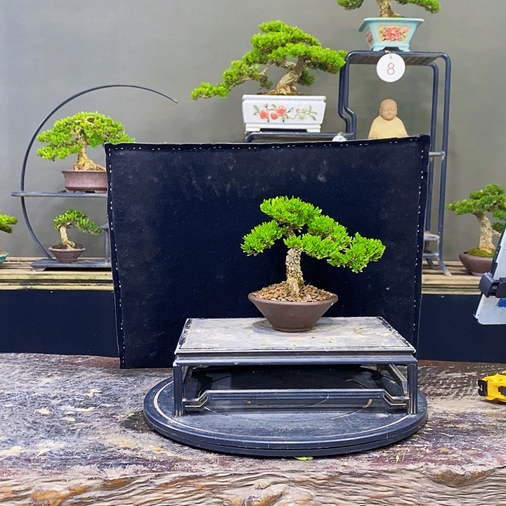 无花朵黄杨盆景四季常青