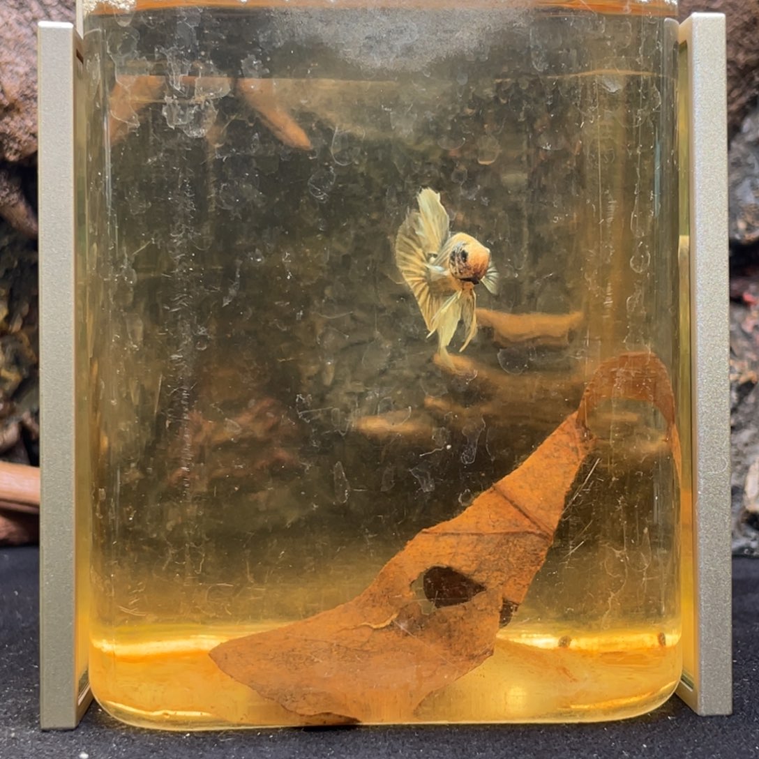 斗鱼十一月二日竞价