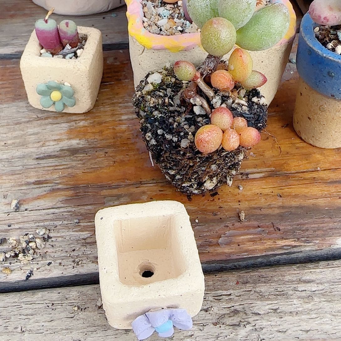 我***乖小萤火虫 种紫花盆