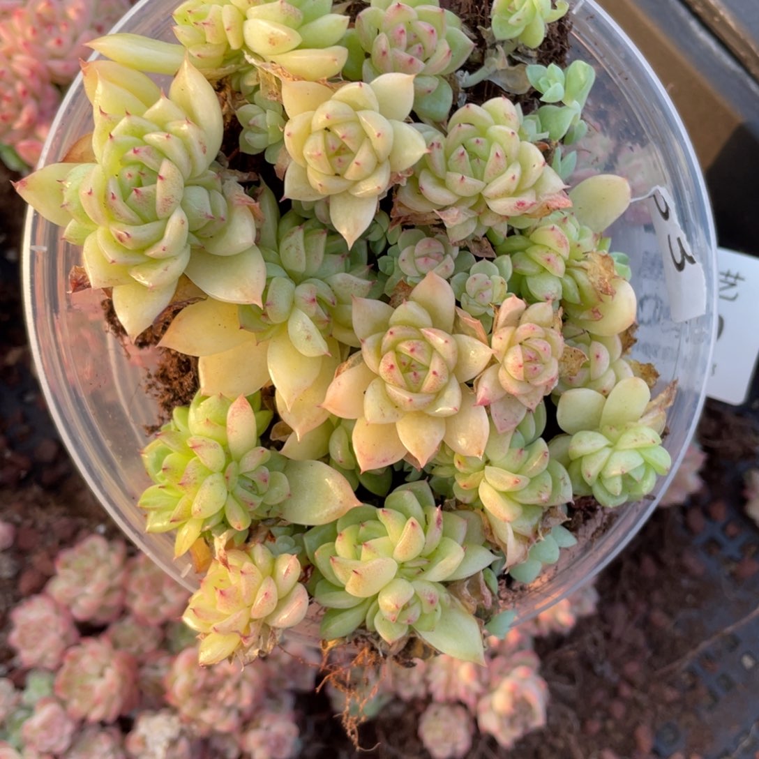 量拍麦秆一份一盒091