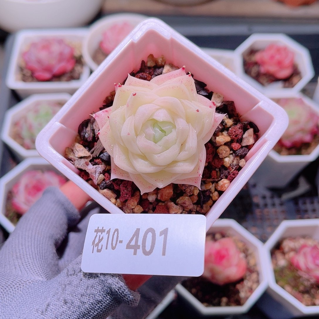 花10-401麦秆单头