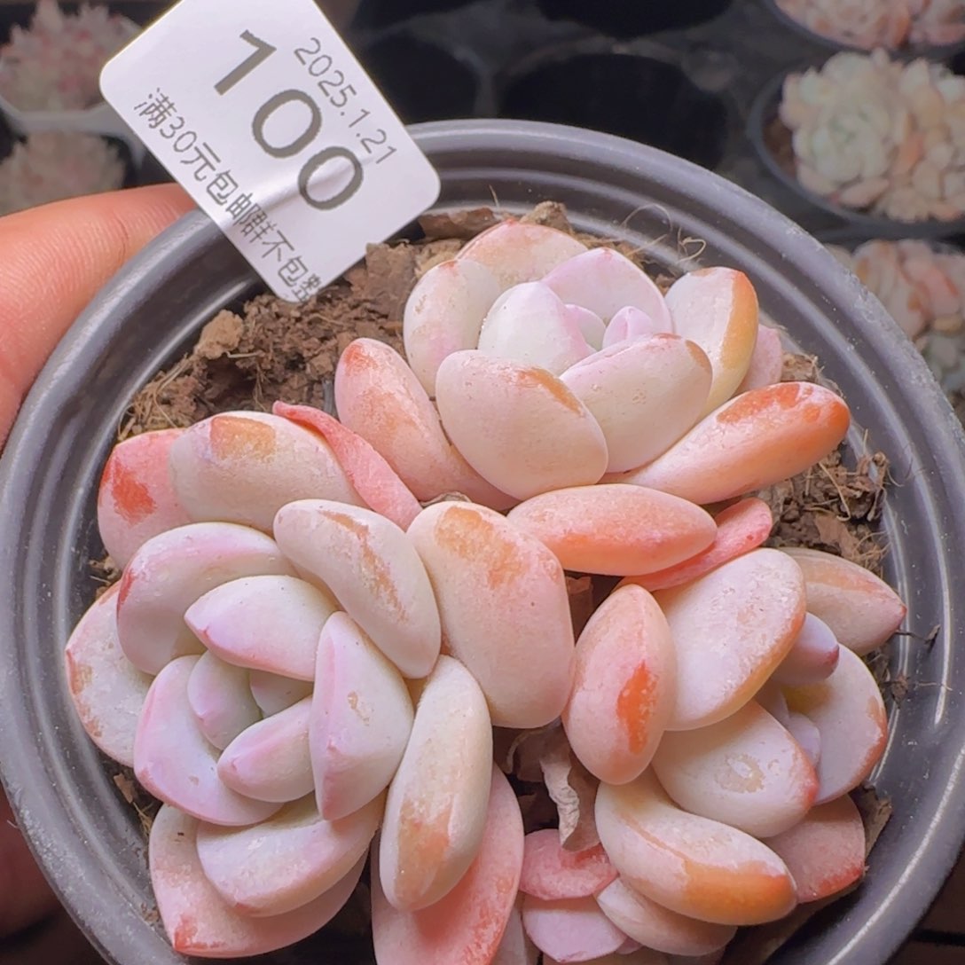 丸叶雪莲杂四头老桩一颗