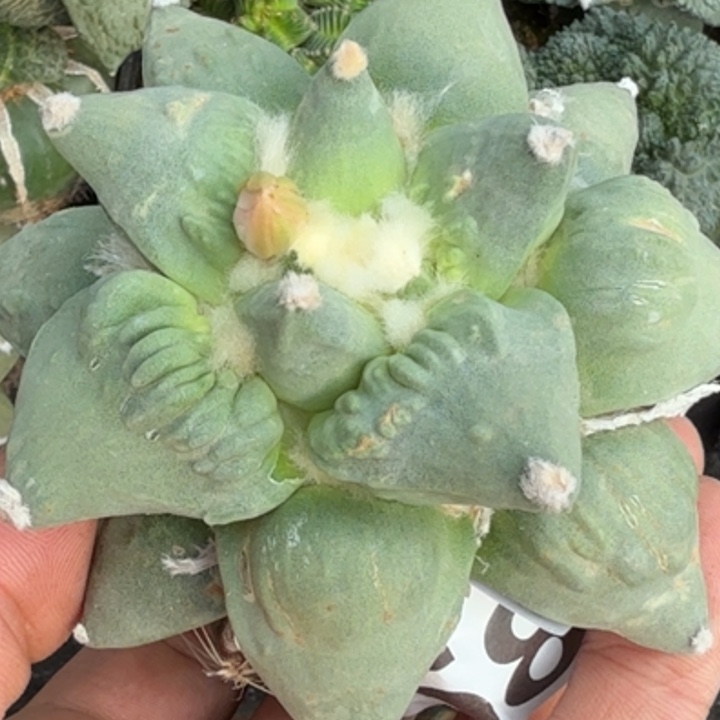 无花朵苗接怒涛658