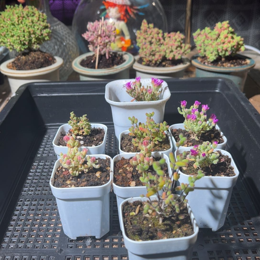 枝干番杏多肉植物886