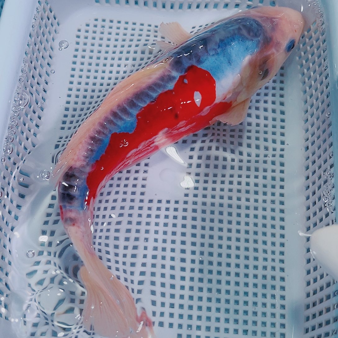 锦鲤锦鲤冷水鱼观赏103