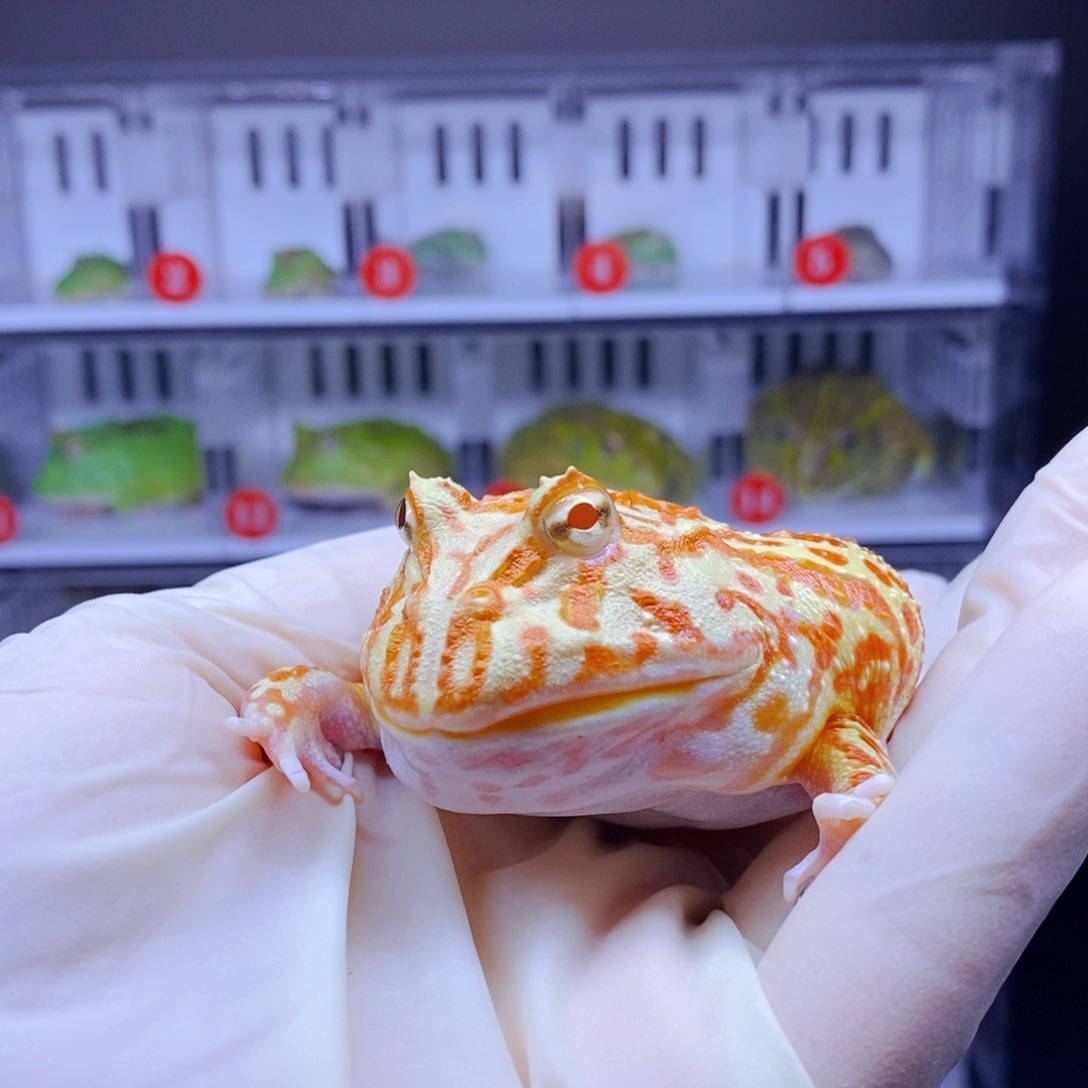 角蛙角蛙闪购专属链接