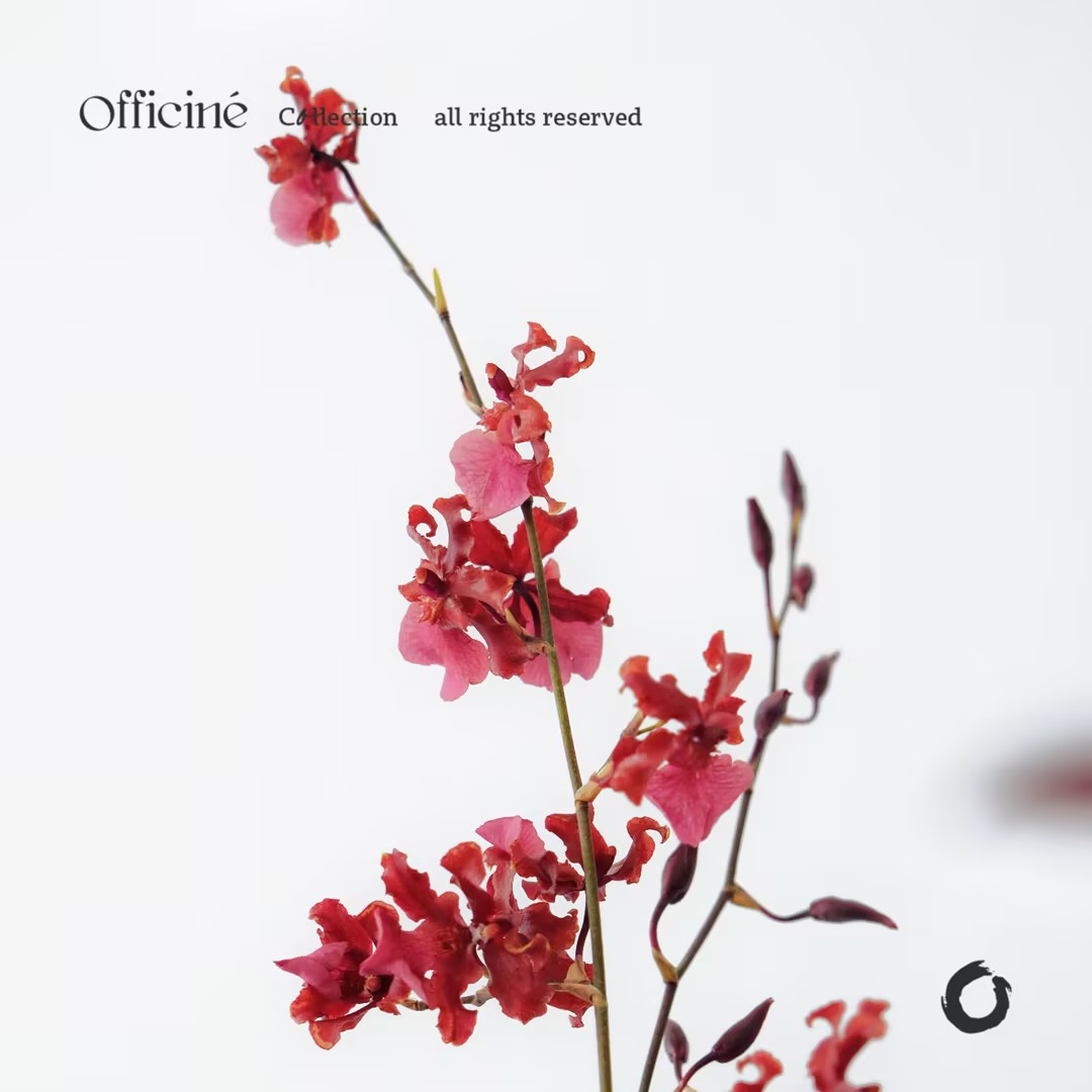 安哥拉红 梦香兰 Officine美好花市基地直采鲜切花