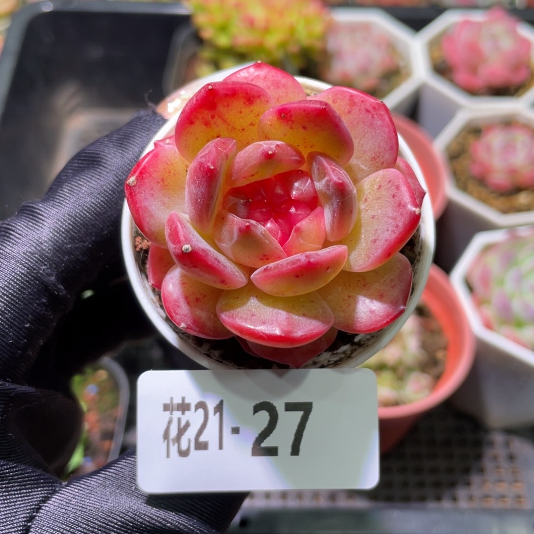 花利美21-27福利珍妮