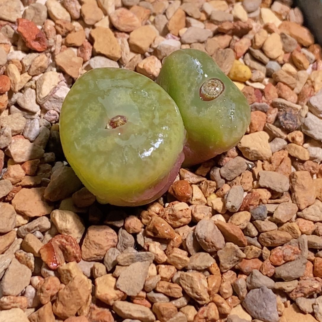 双头毛杂双头毛杂