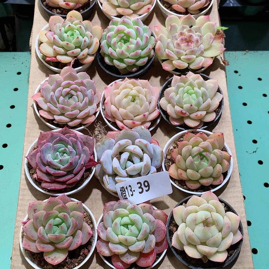 13-39一物一拍带盆18颗。