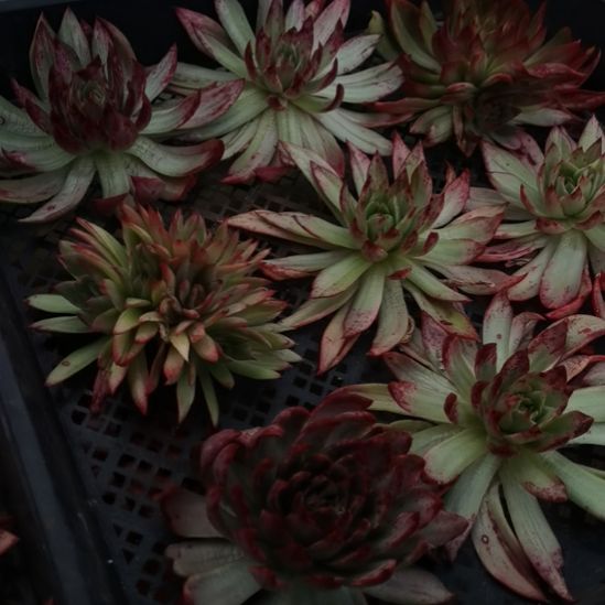 吉赛尔超白锦东云家