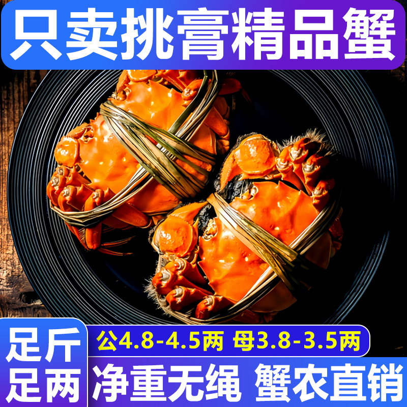 【活蟹】大闸蟹公4.8-4.5两 母3.8-3.5两6-10只 江苏精品螃蟹鲜活