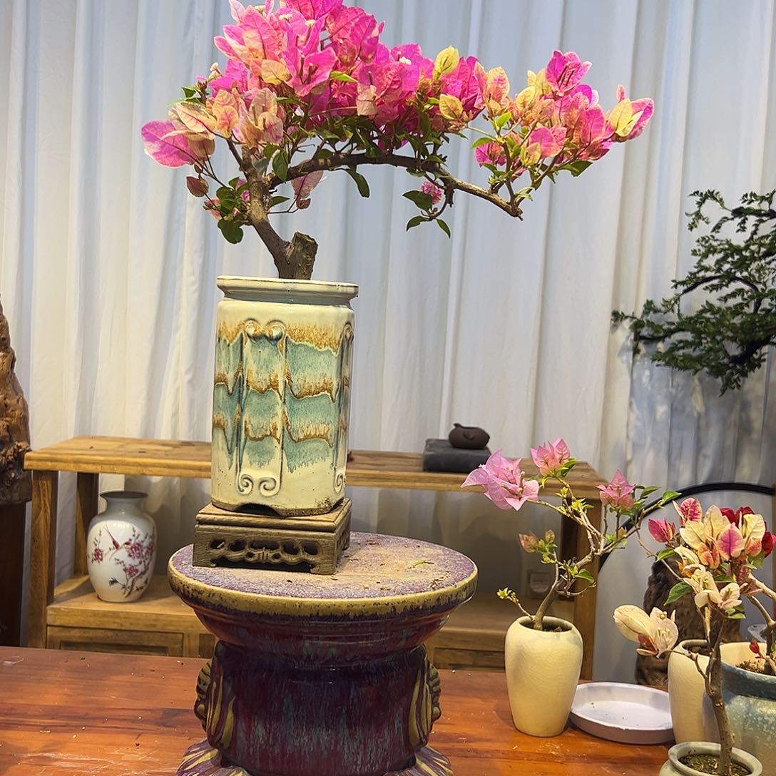 铭***造完全开放三角梅一物一拍漳红樱