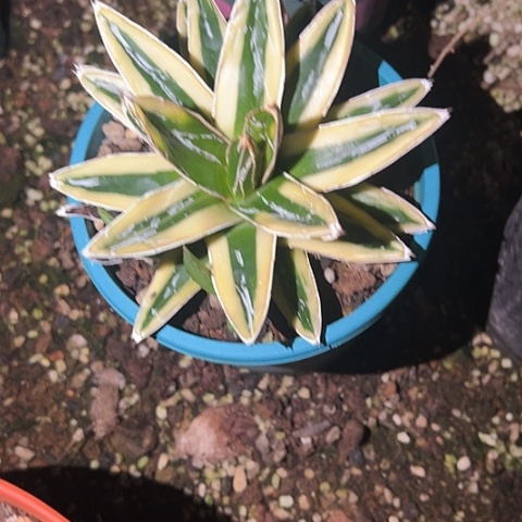 N***D圆叶辉山锦龙舌兰植物