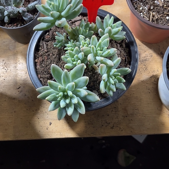 云***6000000000000000002159