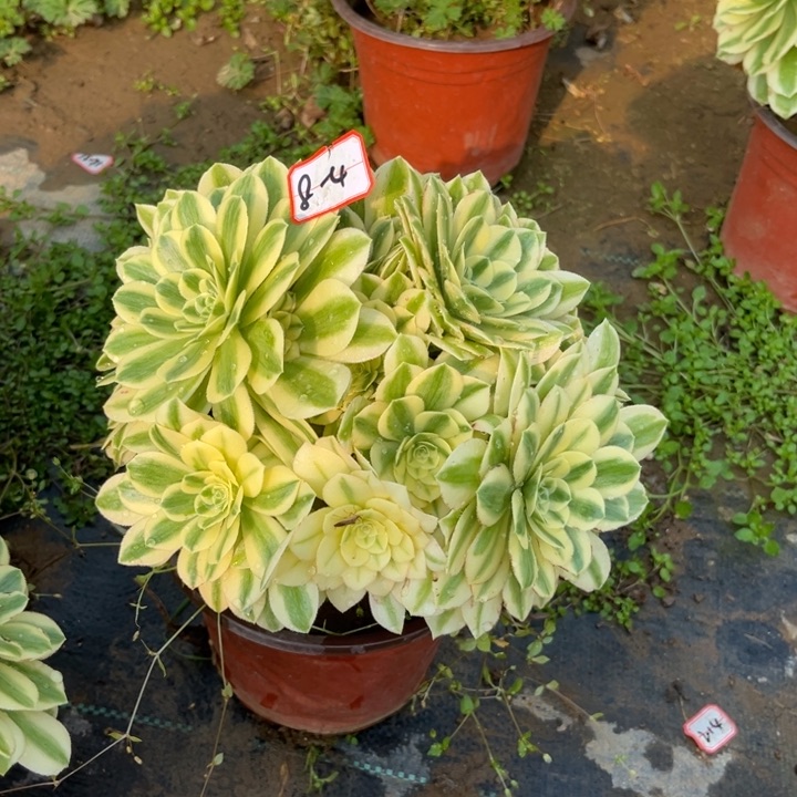 8-4迈巴赫朵朵处理不包售后d r