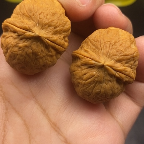 文玩核桃把件35尺元宝