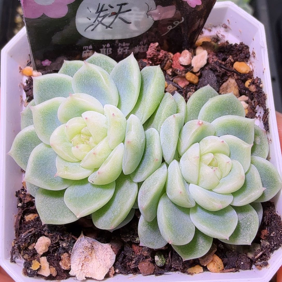 双头泼天财富二十包邮