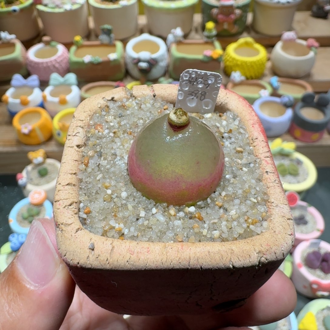 蘑菇1368灯泡多肉植物