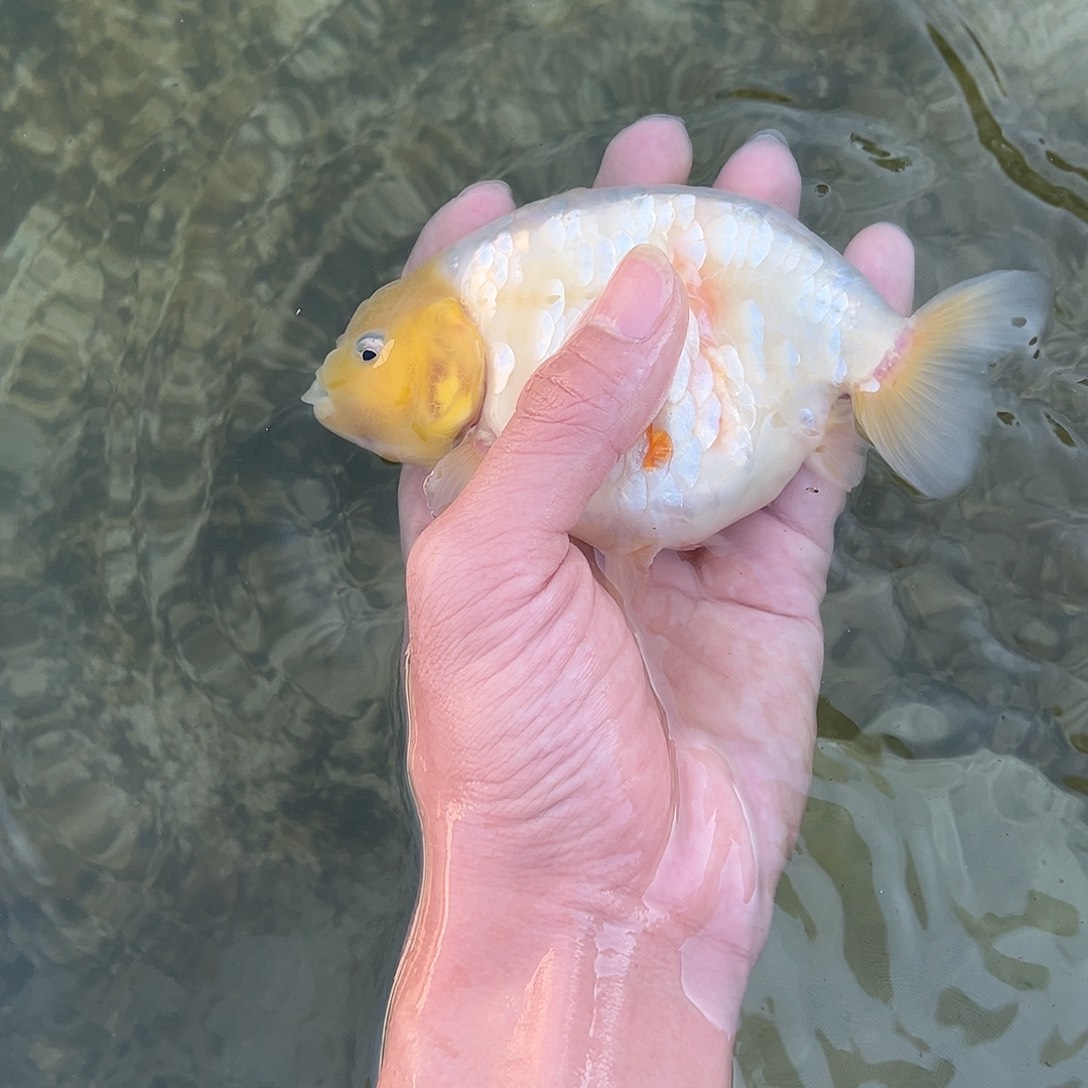 金鱼木木与兰寿专场金鱼