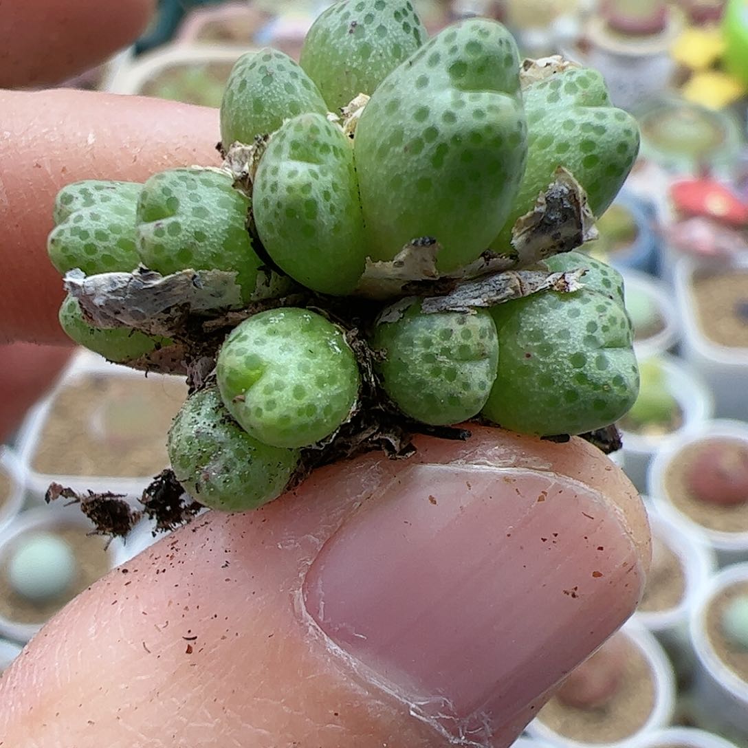 【闪购商品】284 草莓斑马