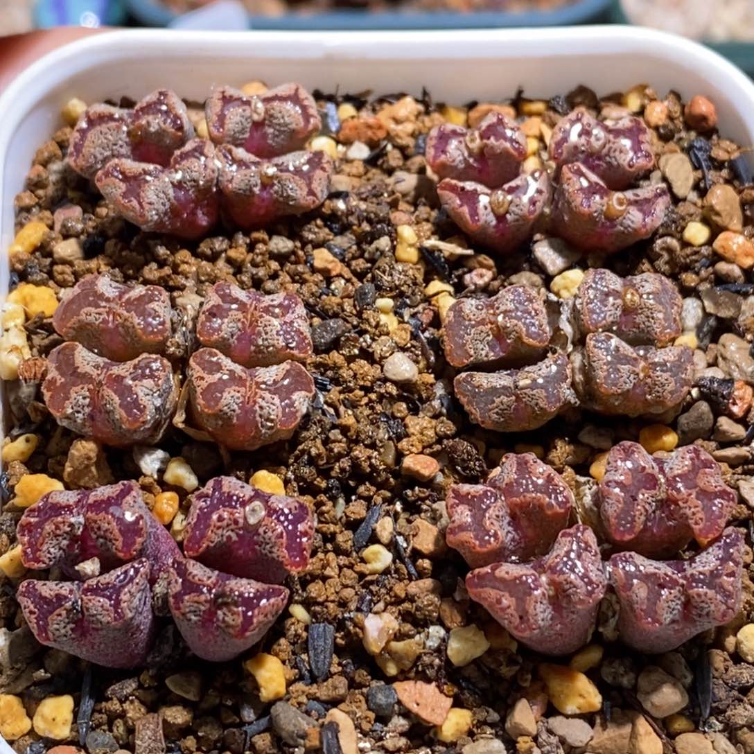 一盆蝴蝶福利一盆蝴蝶福利