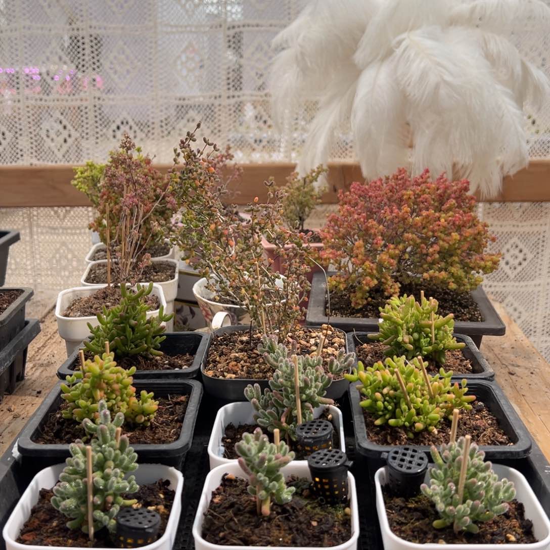 枝干番杏多肉植物920